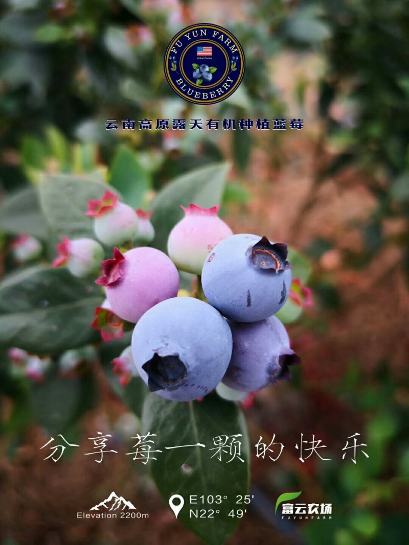 云南露天种植美国JE蓝莓，4*125g