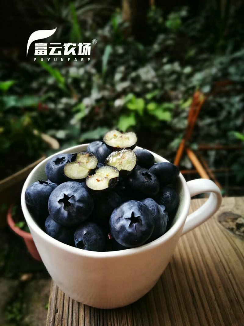 云南露天种植美国JE蓝莓，4*125g
