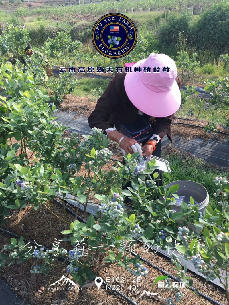云南露天种植美国JE蓝莓，4*125g