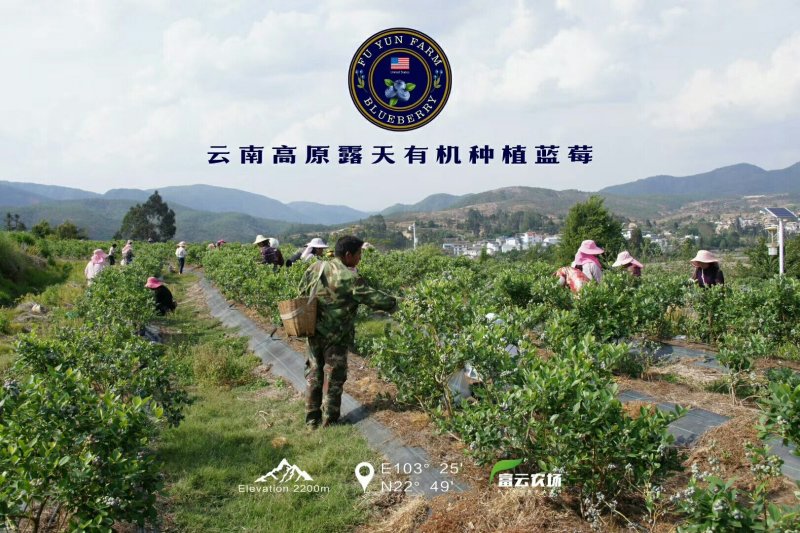 云南露天种植美国JE蓝莓，4*125g