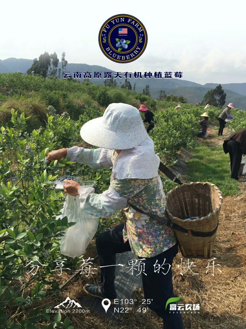 云南露天种植美国JE蓝莓，4*125g