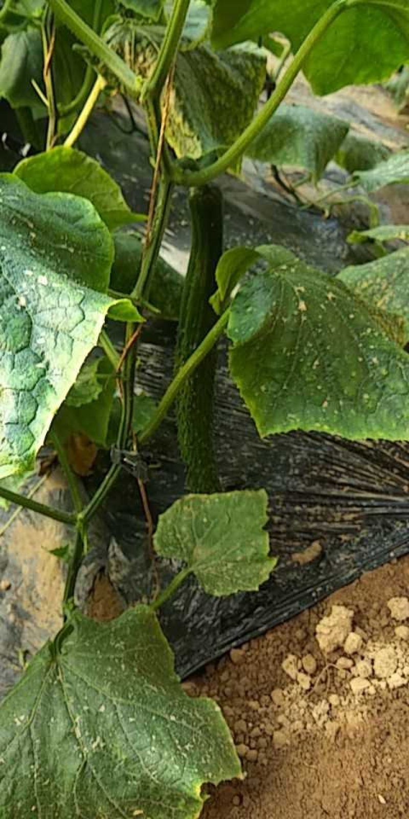 油亮黄瓜