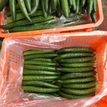 油亮黄瓜