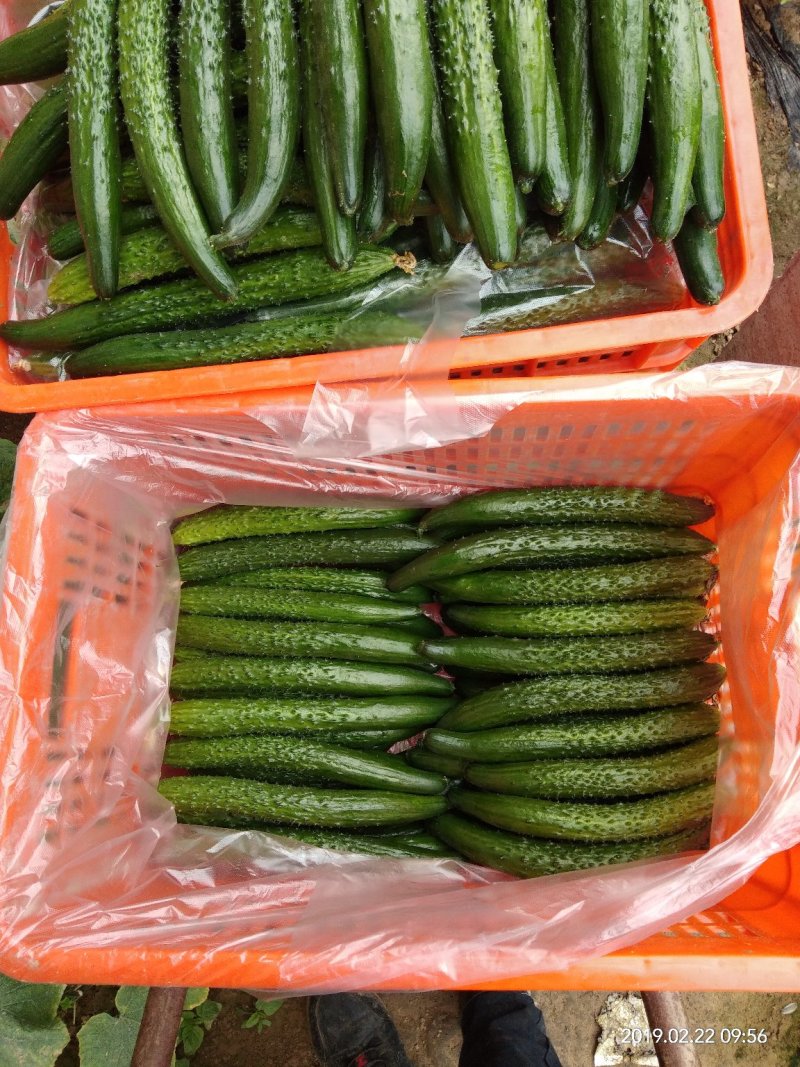 油亮黄瓜