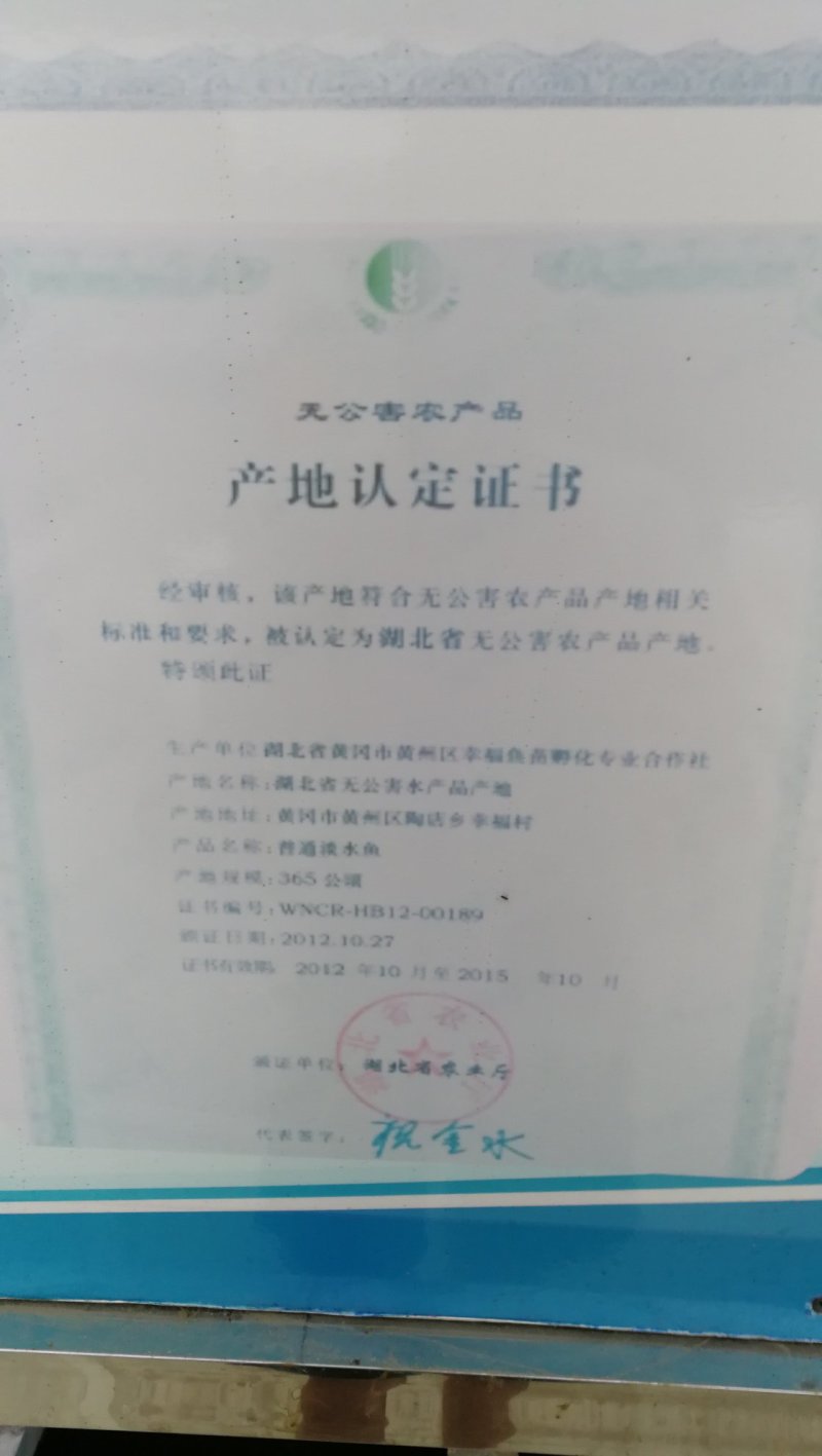 扁鱼苗，武昌鱼苗，水花，夏花，乌子，寸片