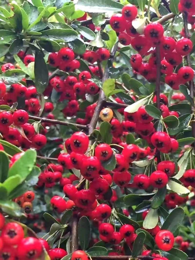 火棘果