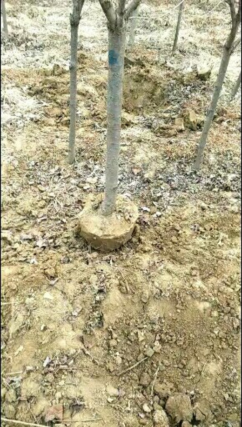 樱花晚樱日本晚樱早樱3-15有货