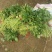 脱毒济薯26红薯种苗