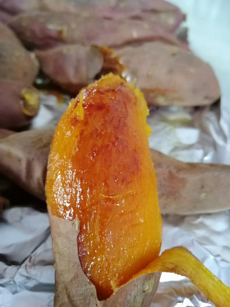 脱毒济薯26红薯种苗