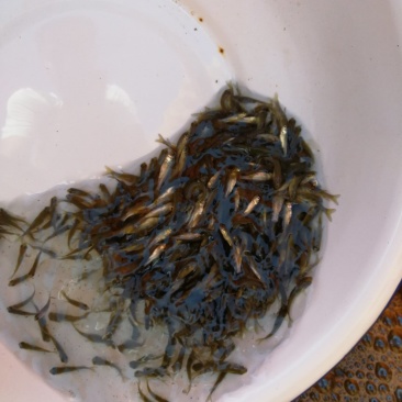青鱼水花，夏花，乌子，寸片。价格公道，保质保量，自产自销