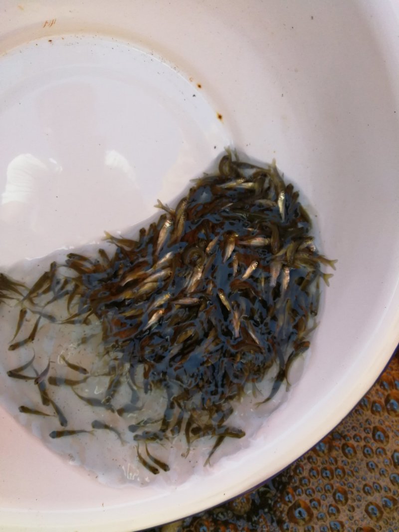 青鱼水花，夏花，乌子，寸片。价格公道，保质保量，自产自销