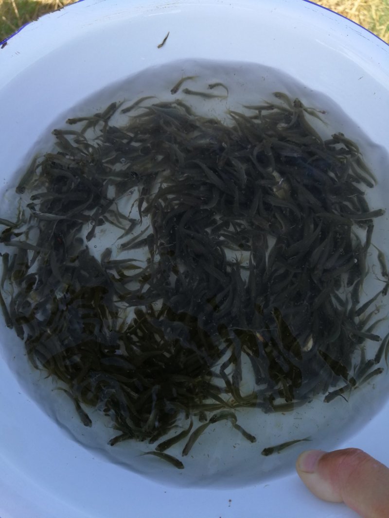 花鲢水花，夏花，乌子，寸片。苗厂直供，保质保量。