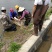 花鲢水花，夏花，乌子，寸片。苗厂直供，保质保量。