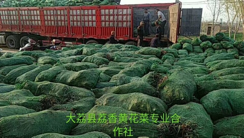 陕西大荔大条黄花菜种苗，分根力强，成活率高，不分区域限制