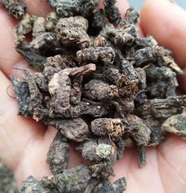 天葵子野生天葵子批发天葵子产地直销质量保证