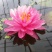 睡莲，黄菖蒲。
