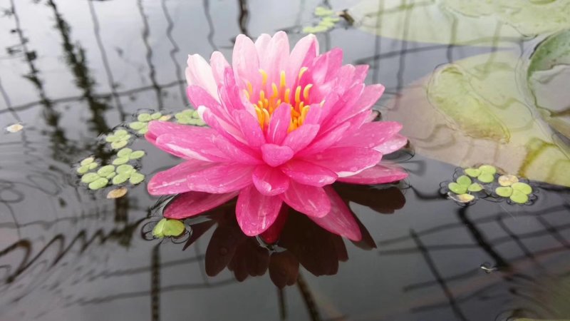 睡莲，黄菖蒲。