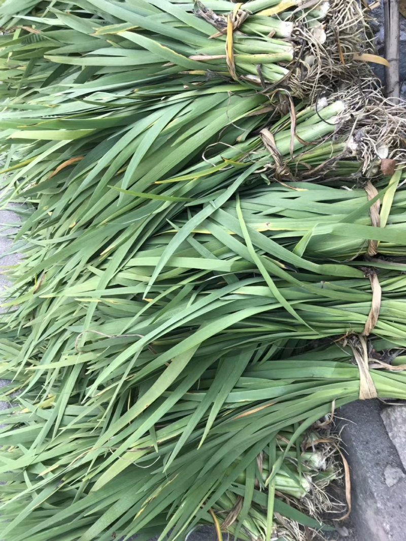 睡莲，黄菖蒲。