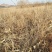 灯笼果灯笼果苗5--6年露地户外种植介绍灯笼果基地