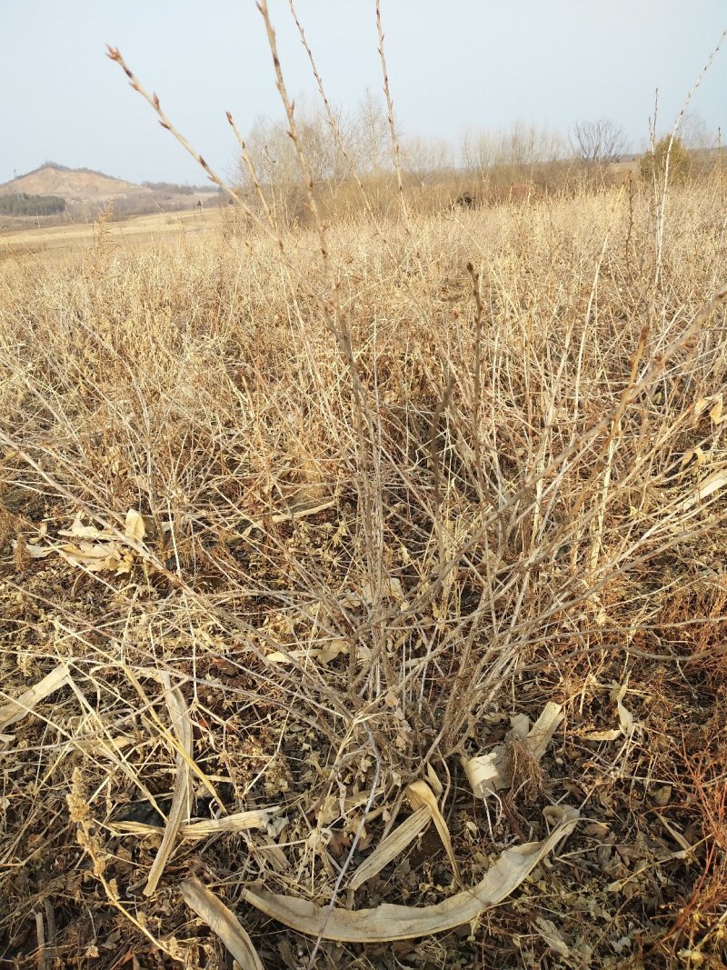灯笼果灯笼果苗5--6年露地户外种植介绍灯笼果基地