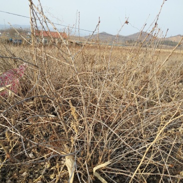 灯笼果灯笼果苗5--6年露地户外种植介绍灯笼果基地