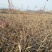 灯笼果灯笼果苗5--6年露地户外种植介绍灯笼果基地