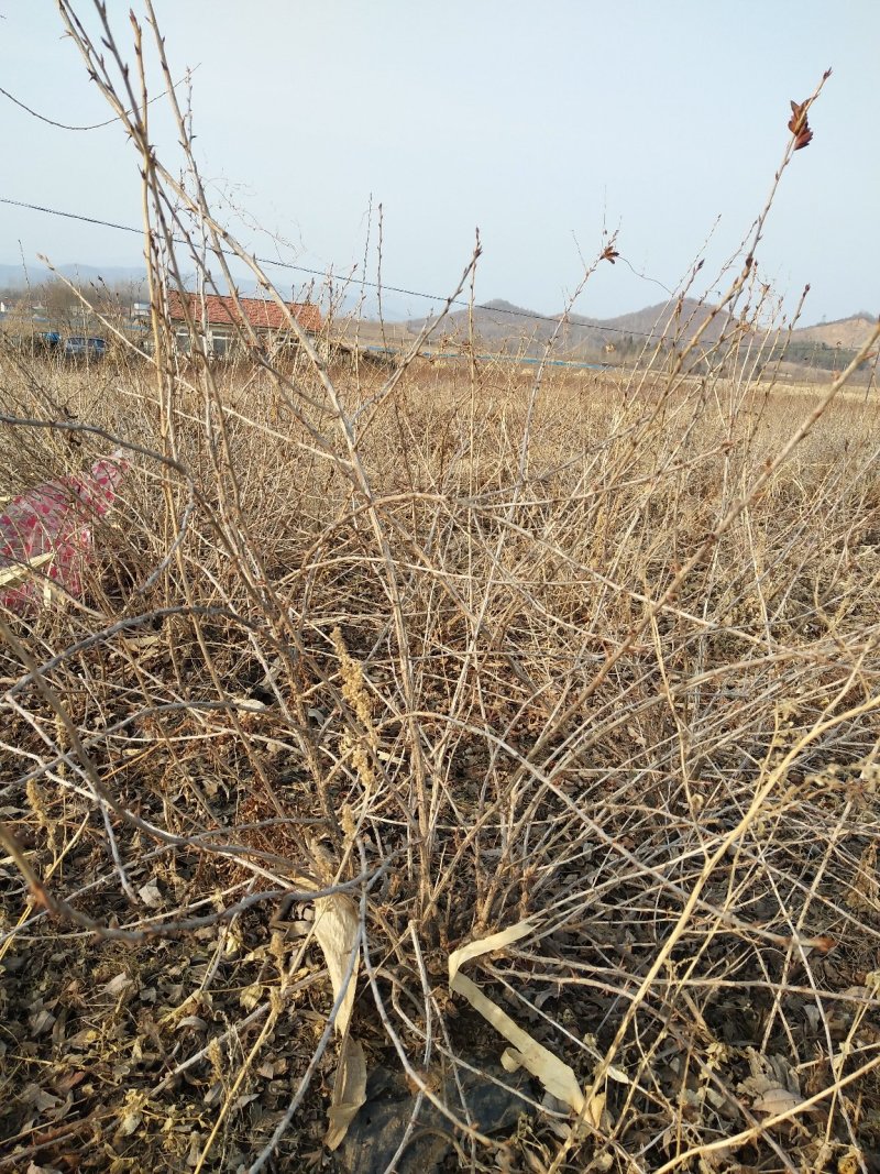 灯笼果灯笼果苗5--6年露地户外种植介绍灯笼果基地