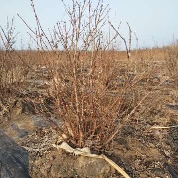 蓝靛果成苗蓝靛果树6年苗当年就结果蓝靛果种植批发