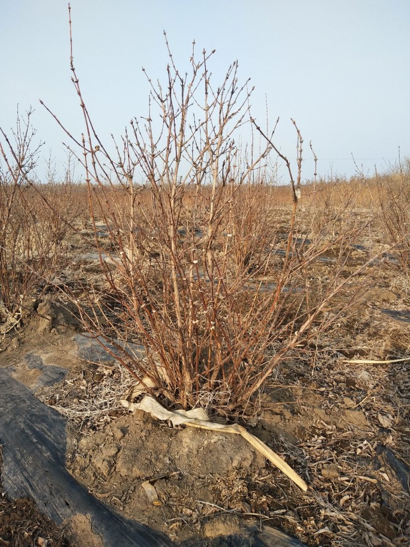 蓝靛果成苗蓝靛果树6年苗当年就结果蓝靛果种植批发