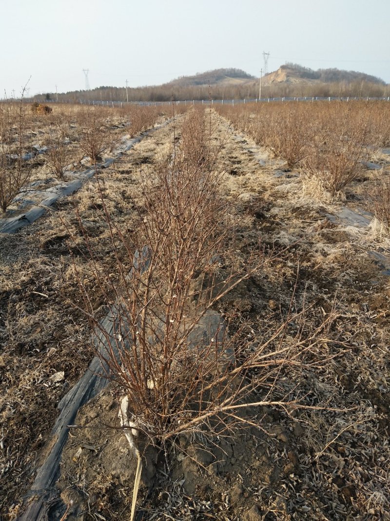 蓝靛果成苗蓝靛果树6年苗当年就结果蓝靛果种植批发