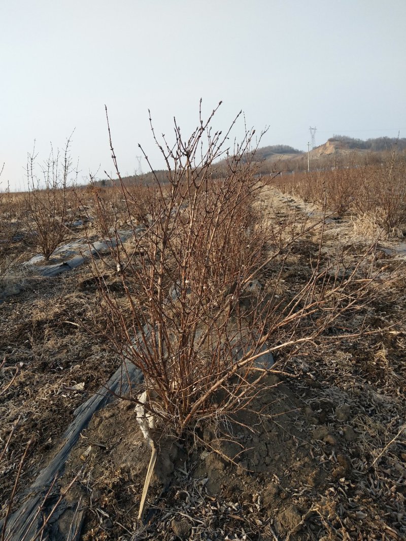 蓝靛果成苗蓝靛果树6年苗当年就结果蓝靛果种植批发