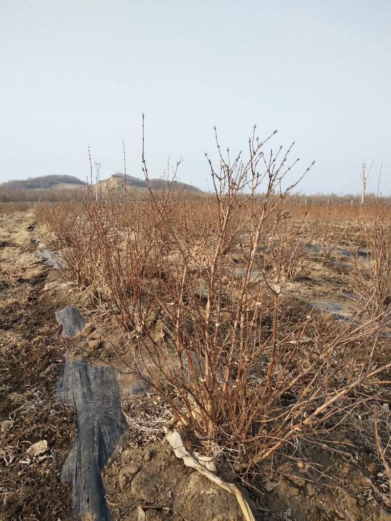 蓝靛果成苗蓝靛果树6年苗当年就结果蓝靛果种植批发