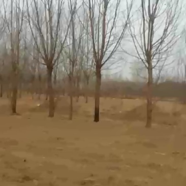 柳树