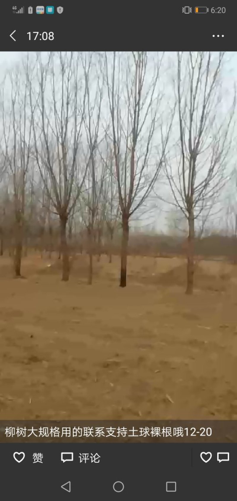 柳树