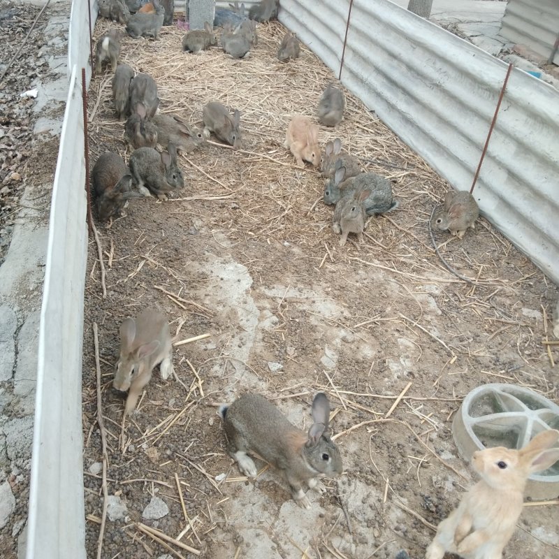 山东中超犬业杂交野兔品种展示有需要的朋友抓紧联系