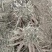 芍药花海用苗，分株苗，药用芍药基地直销，保证品种，