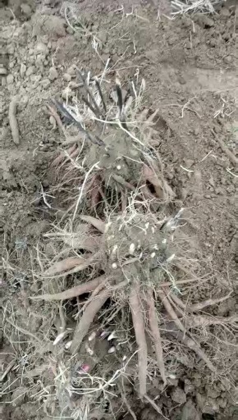 芍药花海用苗，分株苗，药用芍药基地直销，保证品种，