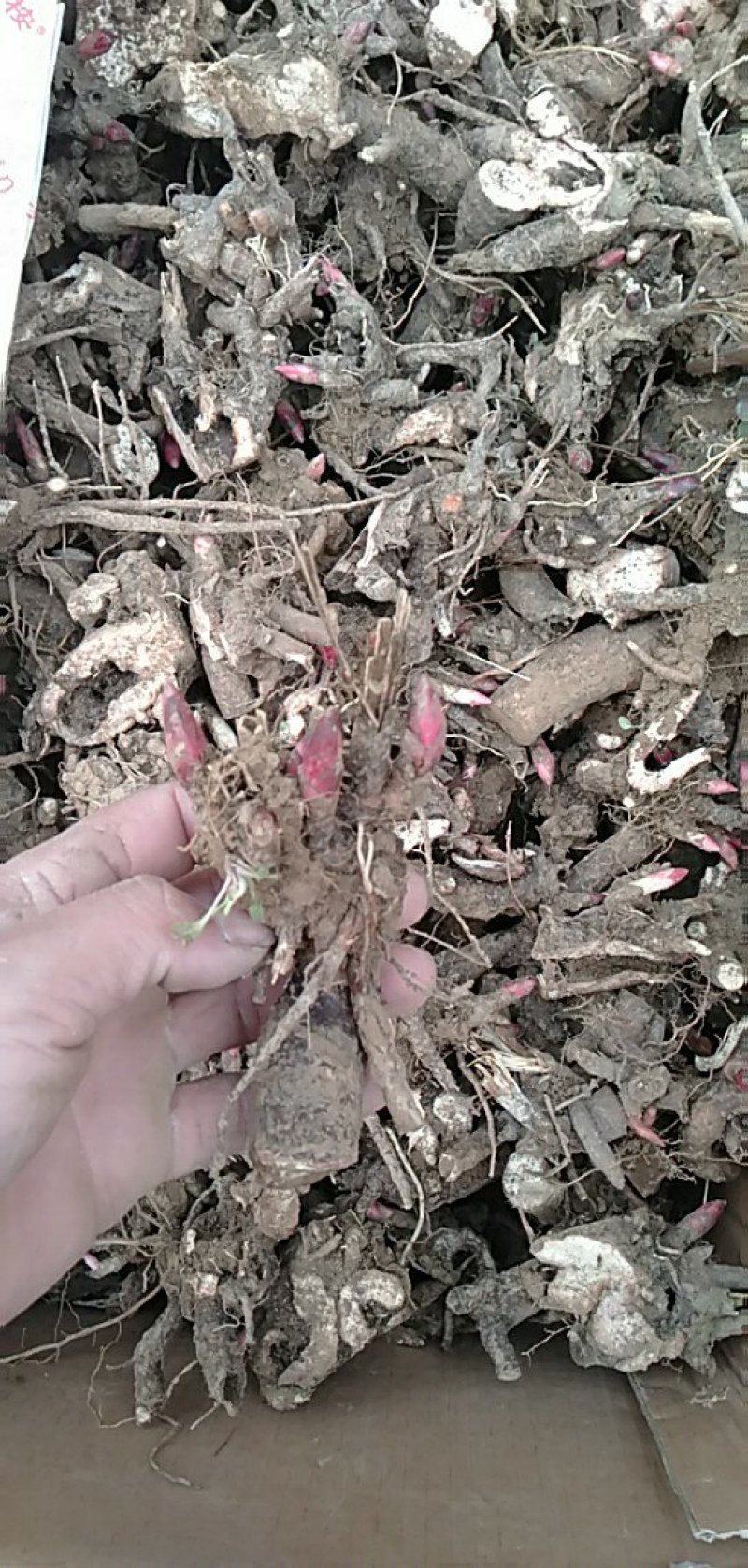 芍药花海用苗，分株苗，药用芍药基地直销，保证品种，