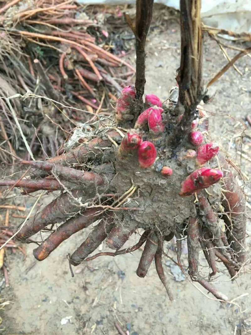 芍药花海用苗，分株苗，药用芍药基地直销，保证品种，