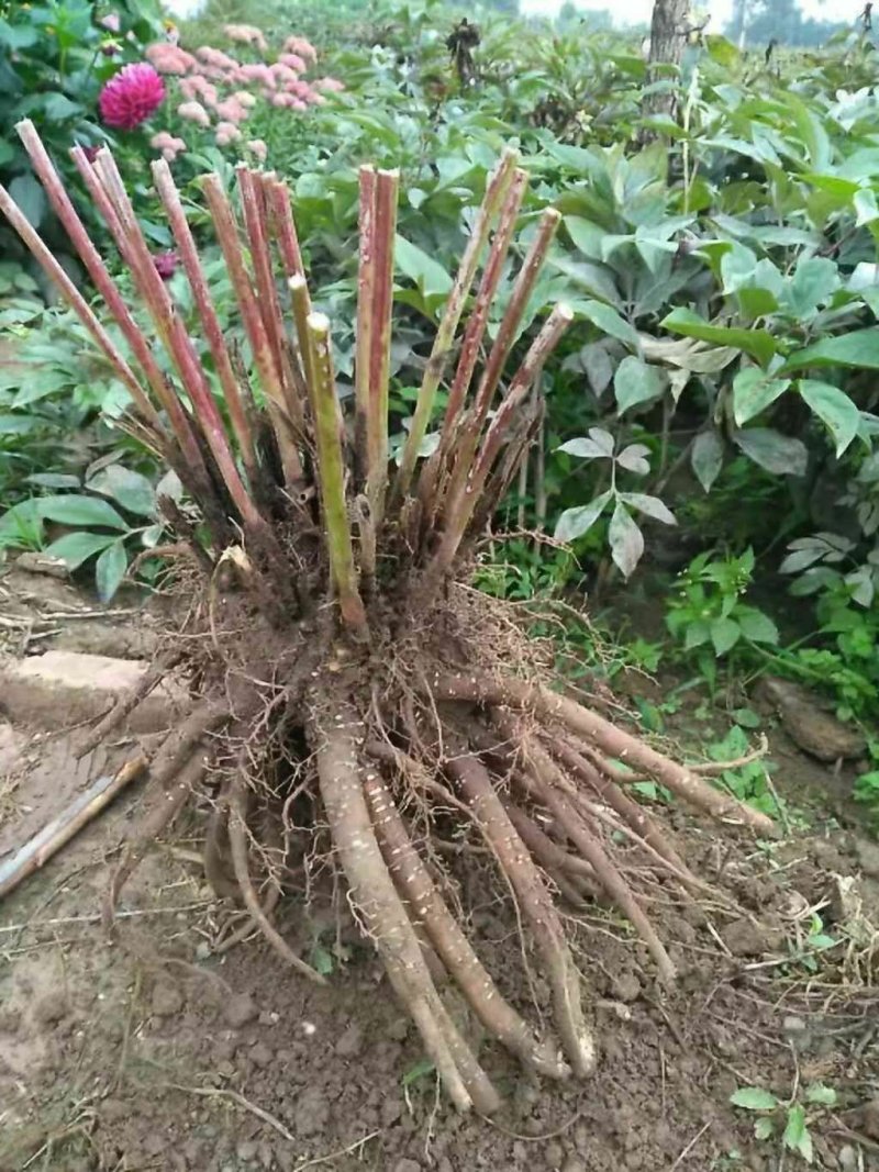 芍药花海用苗，分株苗，药用芍药基地直销，保证品种，