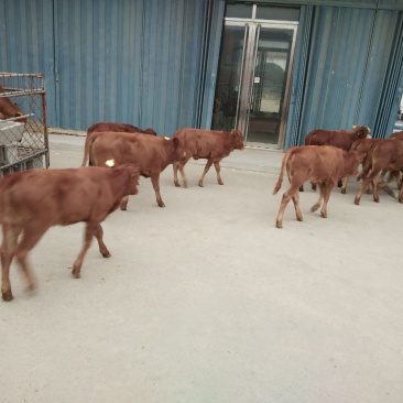 济宁长远养殖有限公司肉牛犊品种展示正在热销中销售