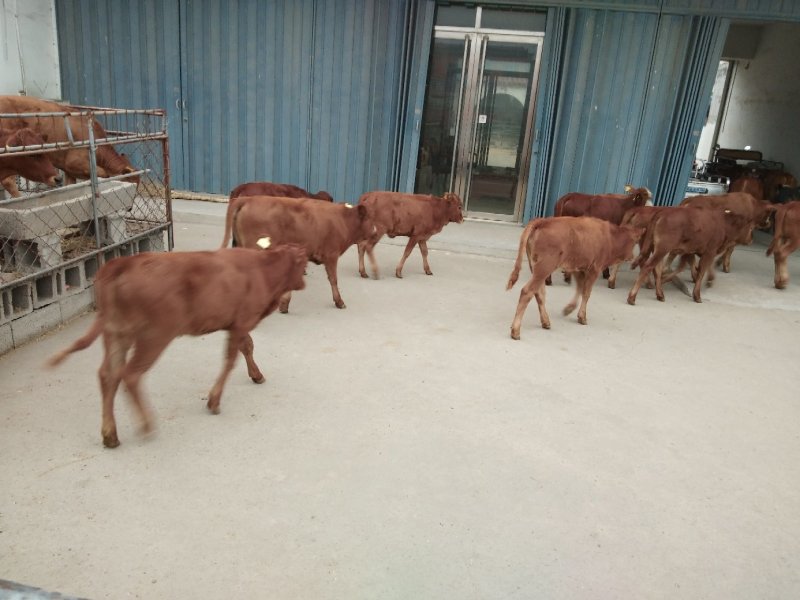 济宁长远养殖有限公司肉牛犊品种展示正在热销中销售