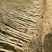 一年突尼斯石榴杆插苗，保证纯度