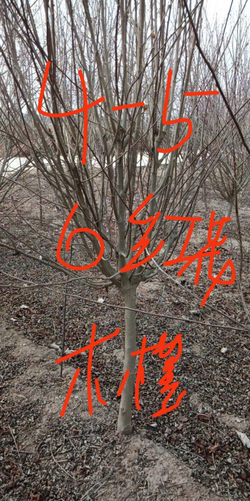 红花木槿