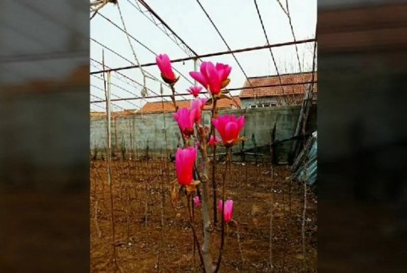 娇红1号玉兰树苗行道树苗红色玉兰风景树