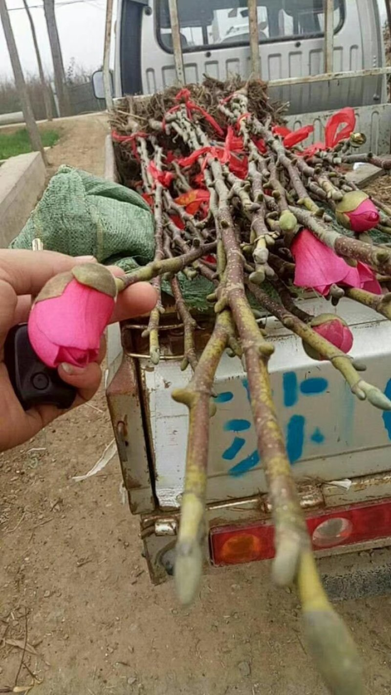 娇红1号玉兰树苗行道树苗红色玉兰风景树