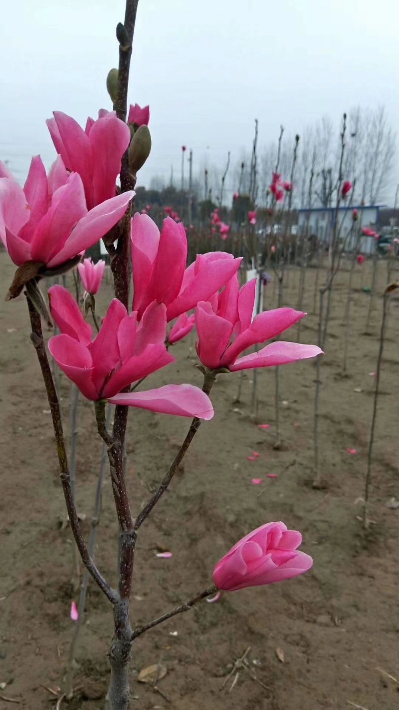 娇红1号玉兰树苗行道树苗红色玉兰风景树