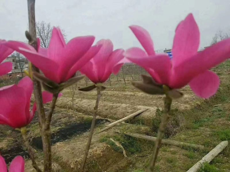 娇红1号玉兰树苗行道树苗红色玉兰风景树