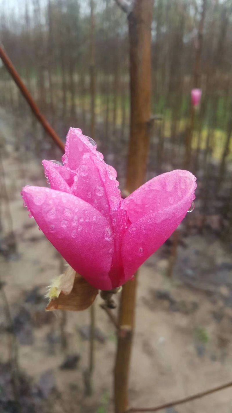 娇红1号玉兰树苗行道树苗红色玉兰风景树