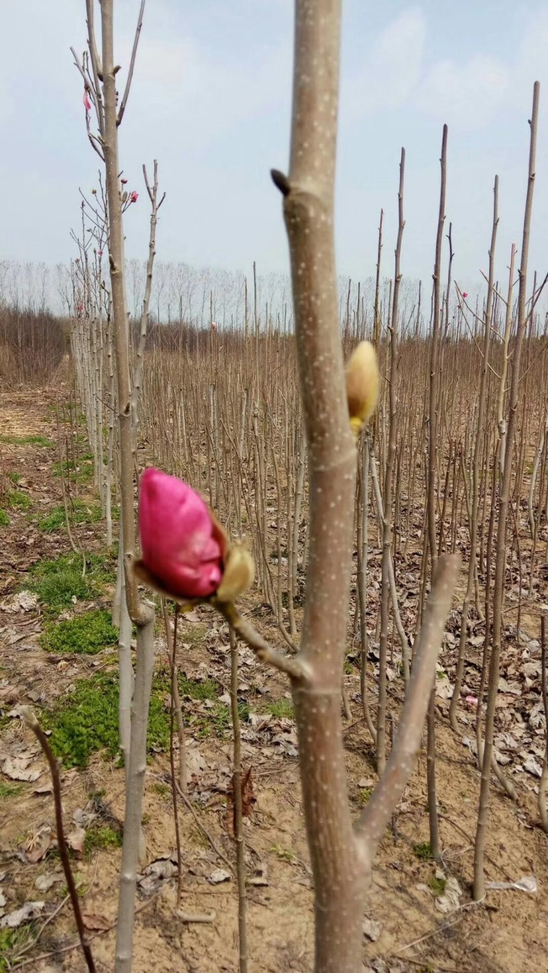 娇红1号玉兰树苗行道树苗红色玉兰风景树
